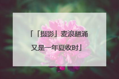 「摄影」麦浪翻涌 又是一年夏收时