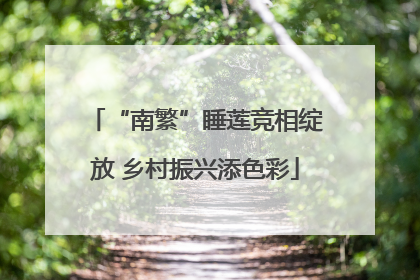 “南繁”睡莲竞相绽放 乡村振兴添色彩