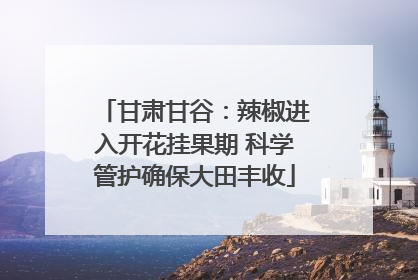 甘肃甘谷：辣椒进入开花挂果期 科学管护确保大田丰收
