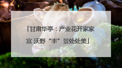 甘肃华亭：产业花开家家富 沃野“丰”景处处美