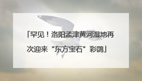 罕见！洛阳孟津黄河湿地再次迎来“东方宝石”彩鹮