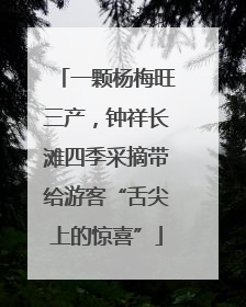 一颗杨梅旺三产，钟祥长滩四季采摘带给游客“舌尖上的惊喜”