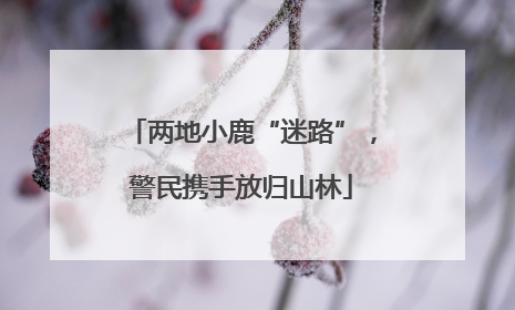 两地小鹿“迷路”，警民携手放归山林