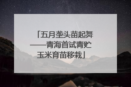 五月垄头苗起舞——青海首试青贮玉米育苗移栽