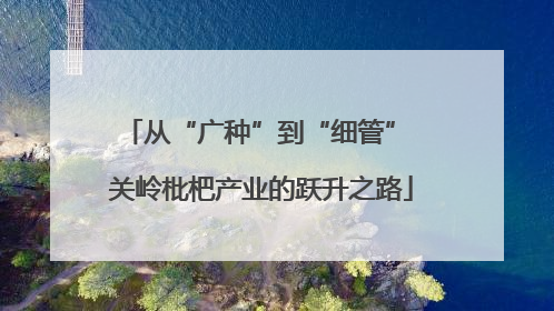 从“广种”到“细管” 关岭枇杷产业的跃升之路
