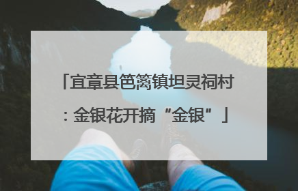 宜章县笆篱镇坦灵祠村：金银花开摘“金银”
