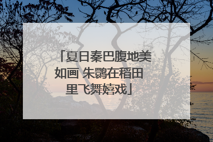 夏日秦巴腹地美如画 朱鹮在稻田里飞舞嬉戏