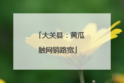 大关县：黄瓜触网销路宽
