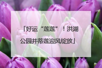 好运“莲莲”！洪湖公园并蒂莲迎风绽放