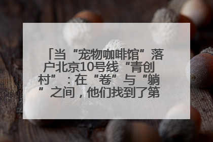 当“宠物咖啡馆”落户北京10号线“青创村”：在“卷”与“躺”之间，他们找到了第三种生活公式