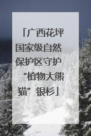 广西花坪国家级自然保护区守护“植物大熊猫”银杉