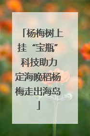 杨梅树上挂“宝瓶” 科技助力定海晚稻杨梅走出海岛