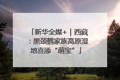 新华全媒+｜西藏：黑颈鹤家族高原湿地喜添“萌宝”