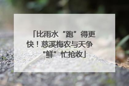 比雨水“跑”得更快！慈溪梅农与天争“鲜”忙抢收