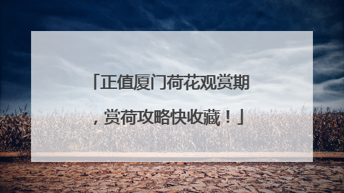正值厦门荷花观赏期，赏荷攻略快收藏！