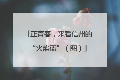 正青春，来看信州的“火焰蓝”（图）