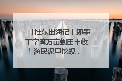 桂东出海记丨即墨丁字湾万亩蚬田丰收！渔民泥里挖蚬，一天上岸过千斤