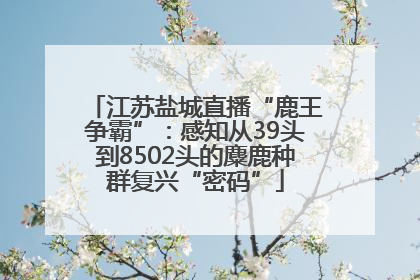 江苏盐城直播“鹿王争霸”：感知从39头到8502头的麋鹿种群复兴“密码”