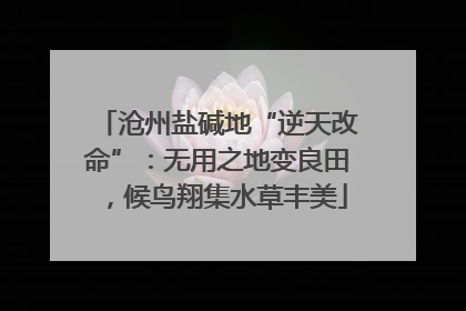 沧州盐碱地“逆天改命”：无用之地变良田，候鸟翔集水草丰美