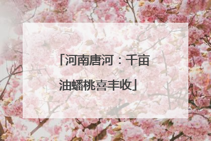 河南唐河：千亩油蟠桃喜丰收