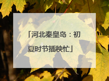 河北秦皇岛：初夏时节插秧忙