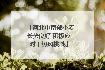 河北中南部小麦长势良好 积极应对干热风挑战