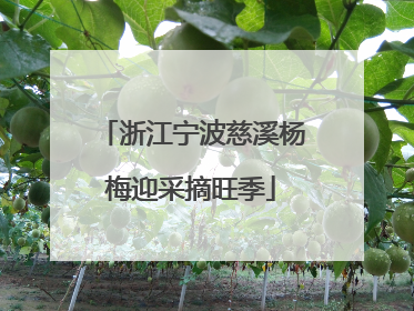 浙江宁波慈溪杨梅迎采摘旺季