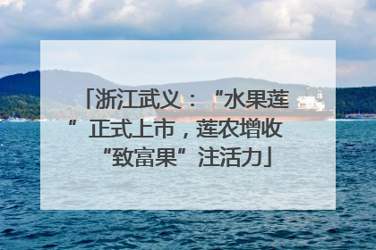 浙江武义：“水果莲”正式上市，莲农增收“致富果”注活力