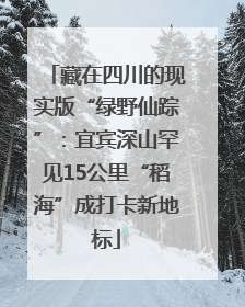 藏在四川的现实版“绿野仙踪”：宜宾深山罕见15公里“稻海”成打卡新地标