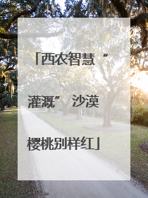 西农智慧“灌溉” 沙漠樱桃别样红