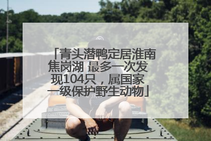 青头潜鸭定居淮南焦岗湖 最多一次发现104只，属国家一级保护野生动物