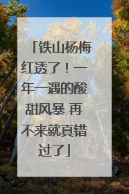 铁山杨梅红透了！一年一遇的酸甜风暴 再不来就真错过了