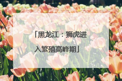 黑龙江：狮虎进入繁殖高峰期